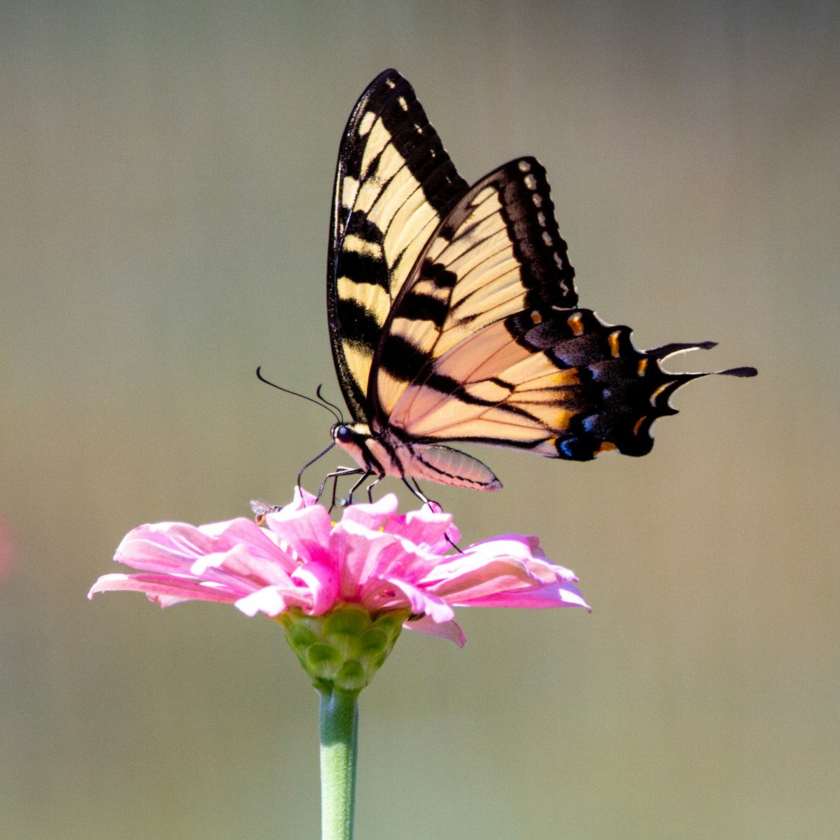 tiger swallowtail butterfly perched on pink flower in close up photography during daytime, chaos theory in business and life